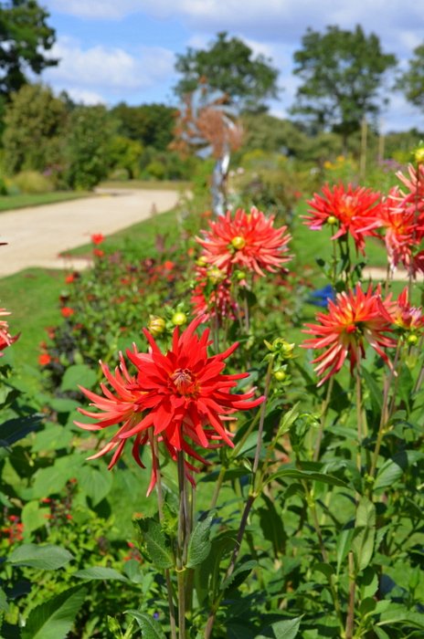 Dahlia x 'Lucifer'